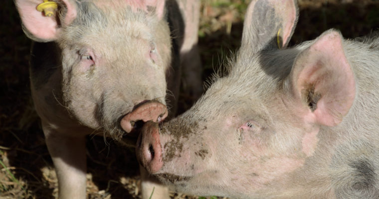 Les cochons prennent le grand air