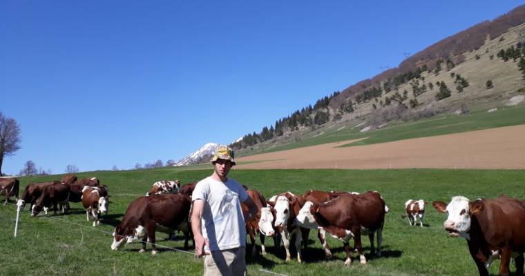 Les vaches sont au grand air