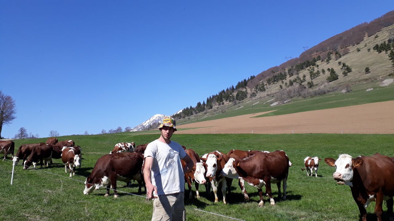 Les vaches sont au grand air