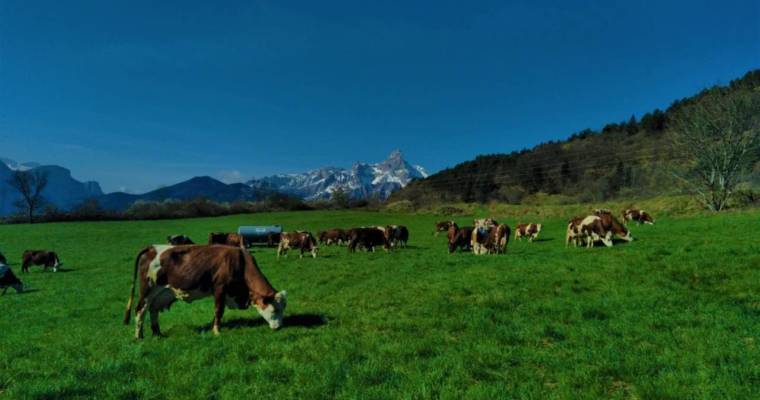 Les vaches au grand air