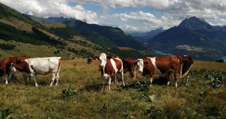 Vaches et génisses, en colo à l’Alpage