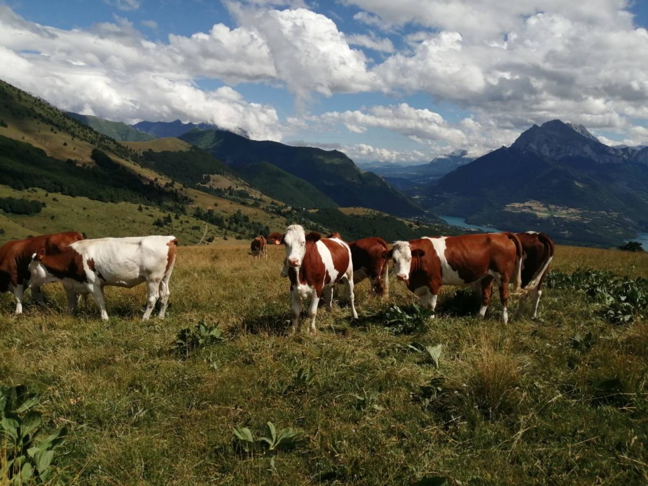 Vaches et génisses, en colo à l’Alpage