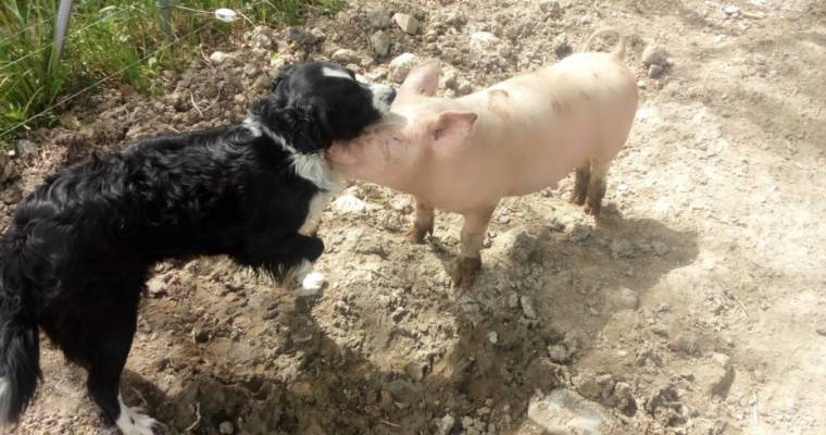 Arrivage de viande de porc 19 janvier !