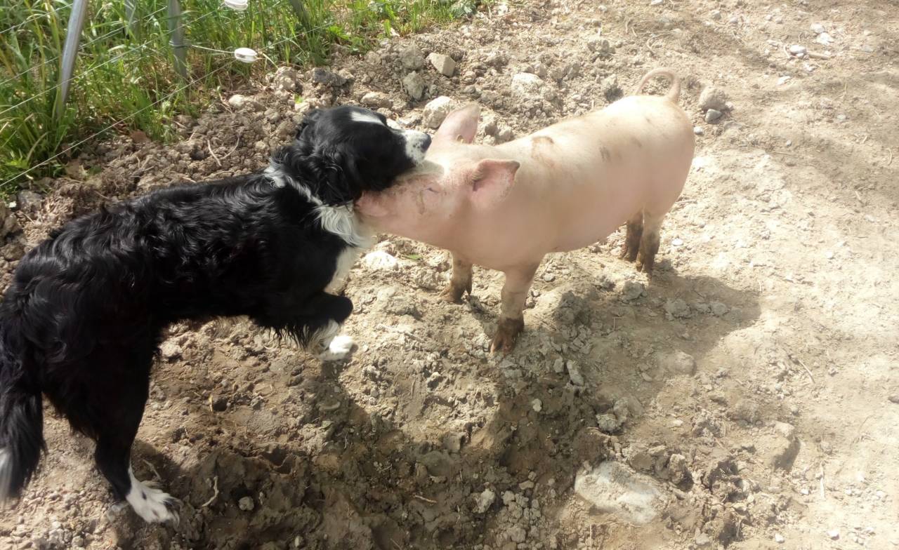 Arrivage de viande de porc 19 janvier !