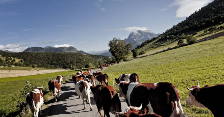 Dès juin, venez visiter notre ferme collective !