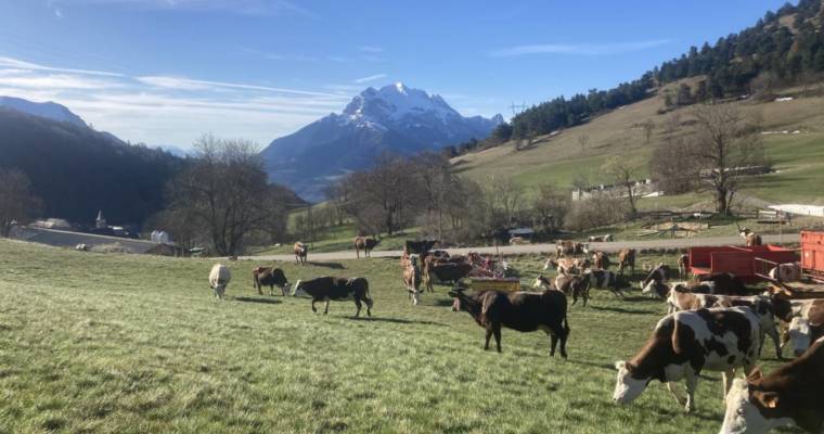 Les meuh sont de sortie !