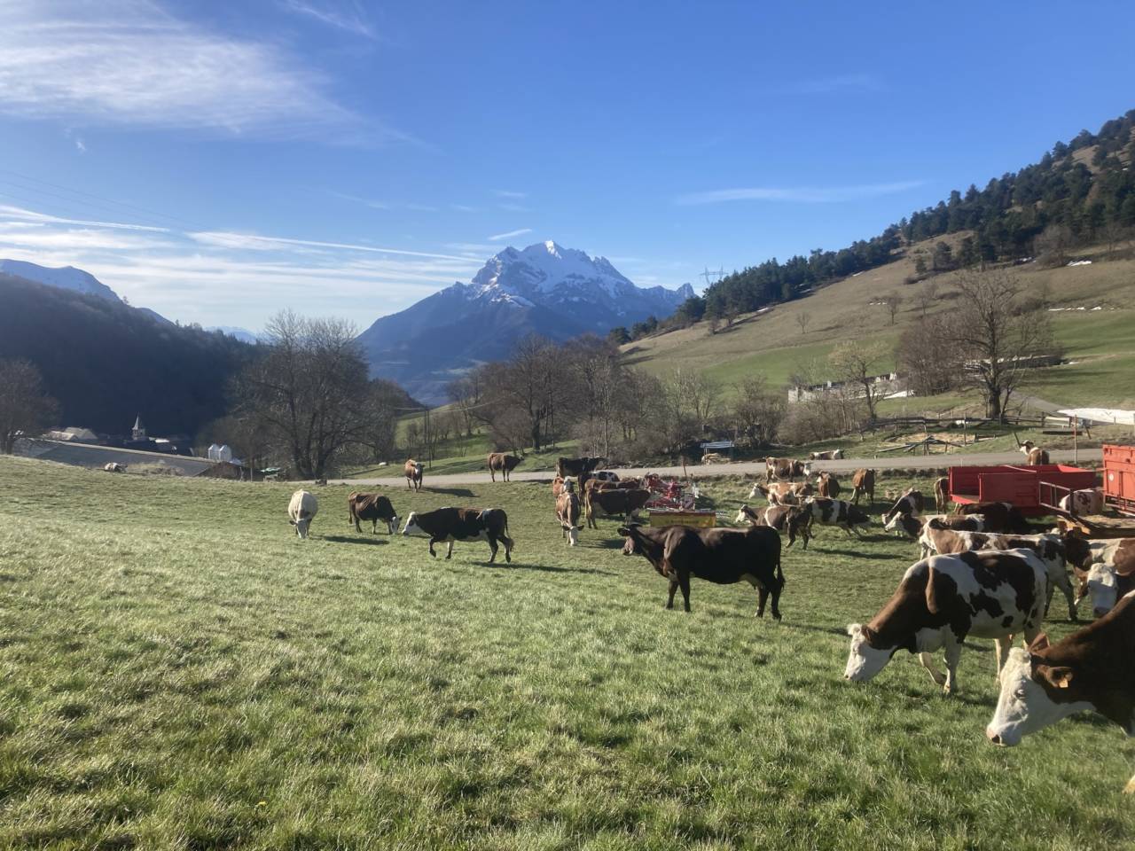 Les meuh sont de sortie !