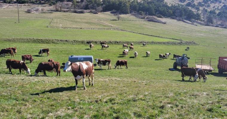 Les meuh sont de sortie !