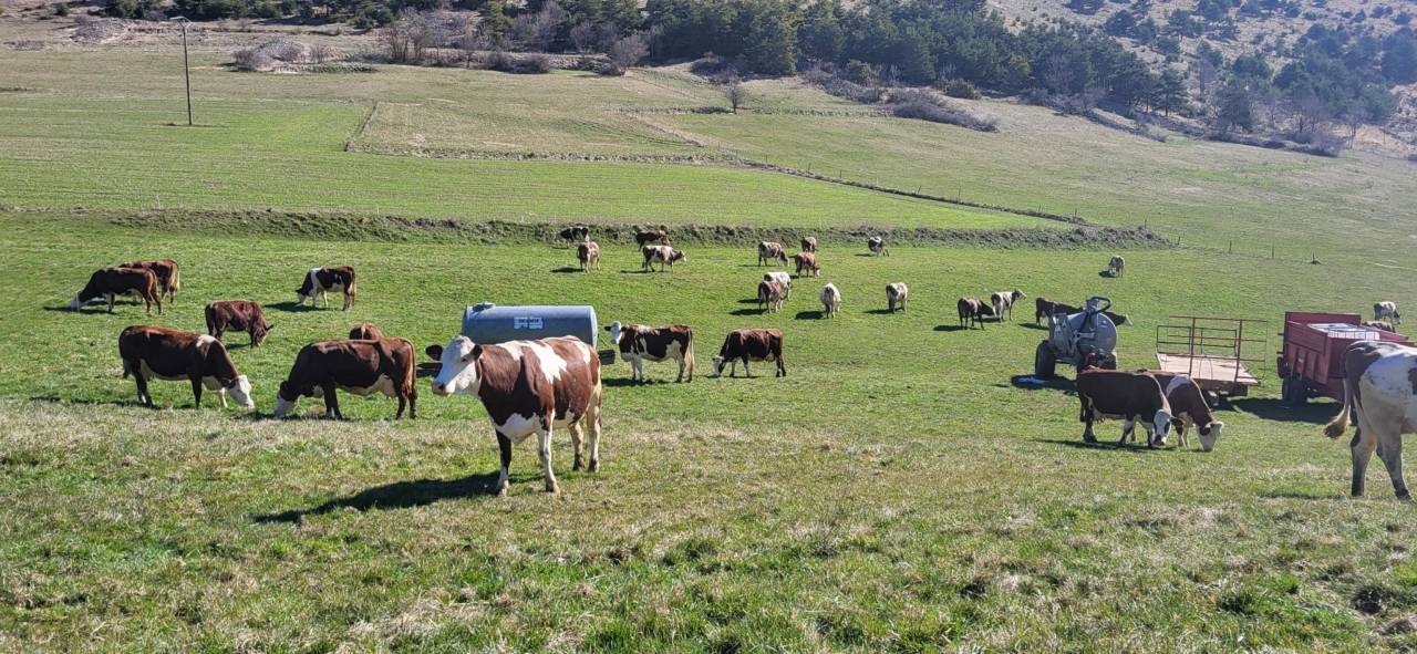 Les meuh sont de sortie !