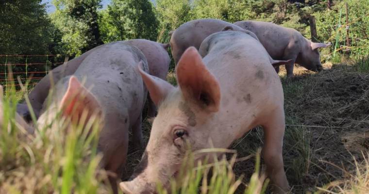 De nouveaux petits cochons sont arrivés !