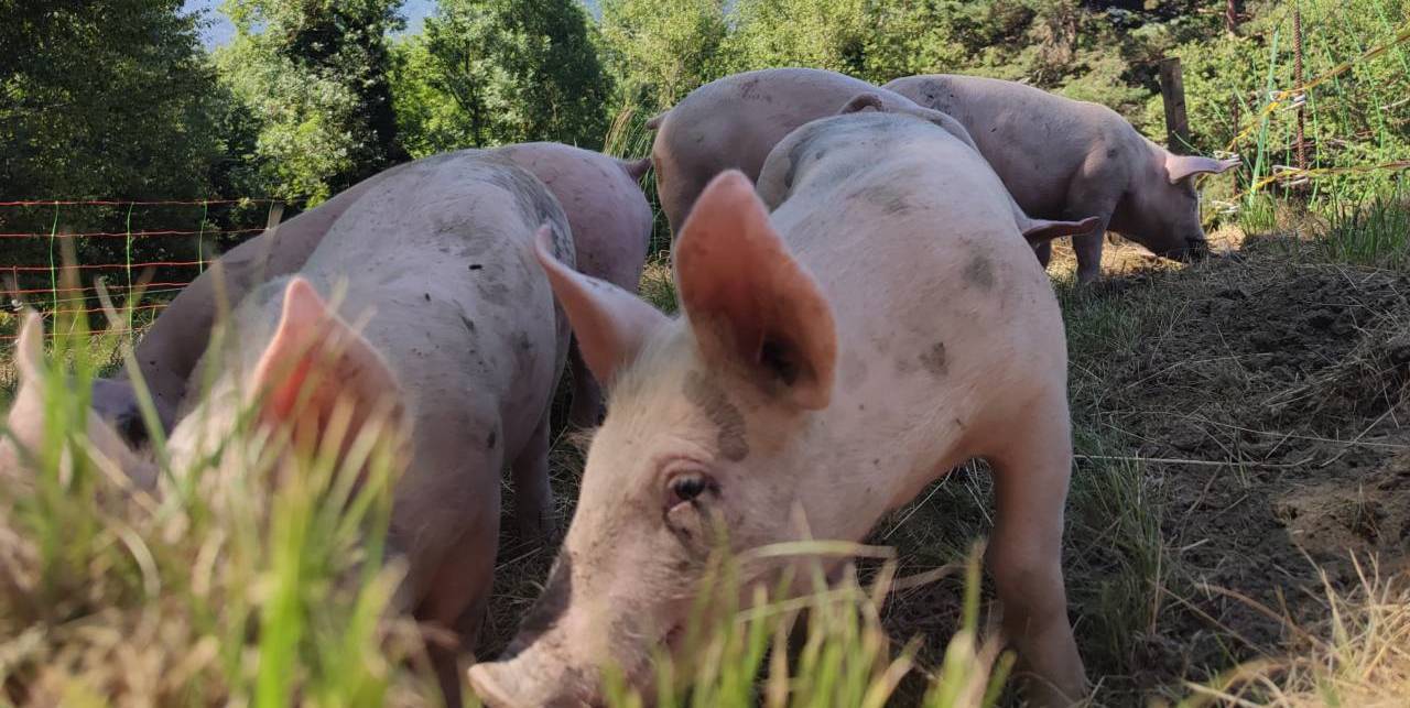 De nouveaux petits cochons sont arrivés !